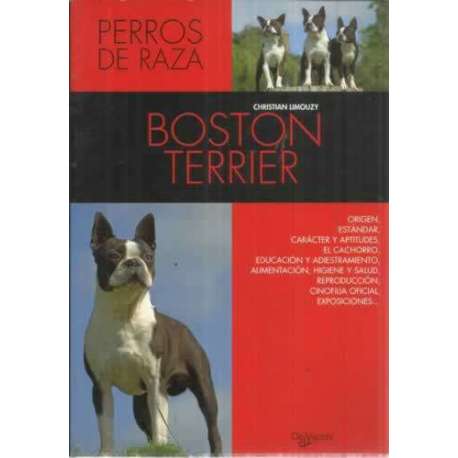 Boston terrier